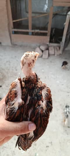 Aseel Chicks 3months age home breed