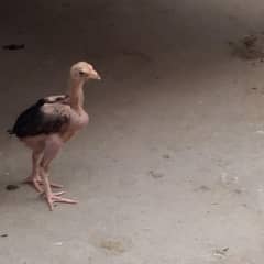 Aseel chicks for sale urgent