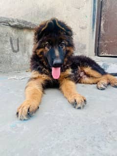 German shepherd puppy