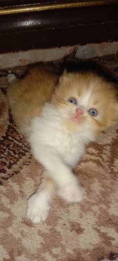 3 long Cote kitten with female full high quality