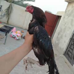 aseel mushka pair for sale