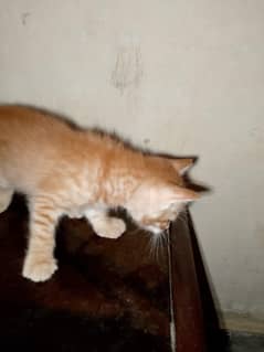 ginger