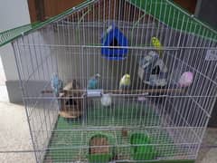 handtame budgies ke saat pinjara