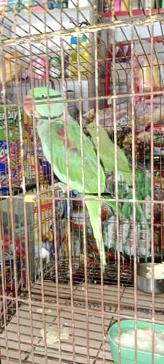 pahari tota or green tota
