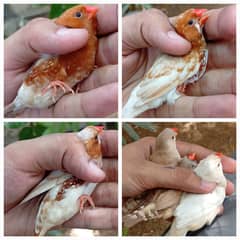 Orange Zebra finches