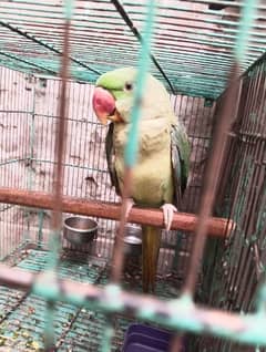 Raw parrot