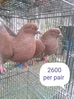 Sherazi pigeon For Sale urgent
