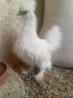 Silkie white