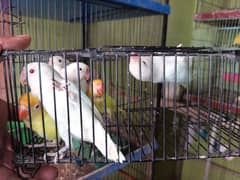 Albinos