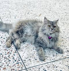 Persian cat sale