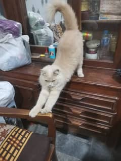 Pure Persian Long-Haired Female Cat | Triple Coated