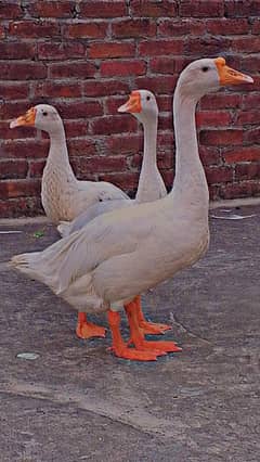 Ducks 1 Male 2 Females
