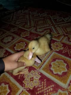 ducks