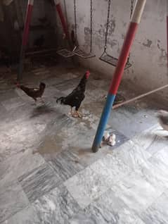 Aseel murga for sale