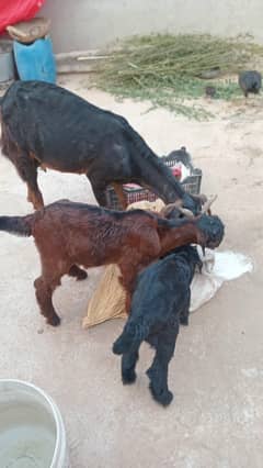 بچوں والی بکری