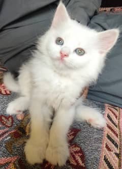 white persian kittens | Ginger | fluffy | tripple coat kitens For Sale