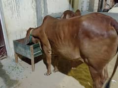 bachiya for sell