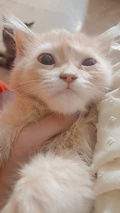 Persian cat punch face