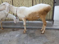 pure turkey 2 sheep female are available for s3ll
