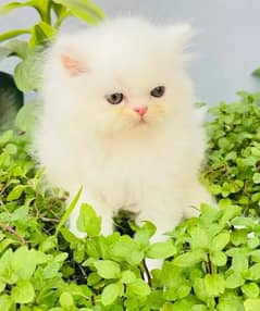 Persian cat Persian kittens Persian punch face Kitten available