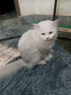Persians cat