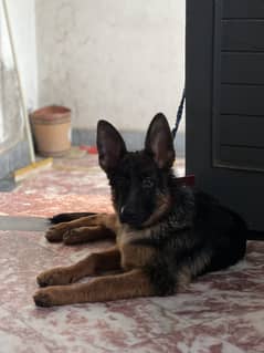 4month female German shepherd real breed