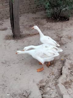 ducks