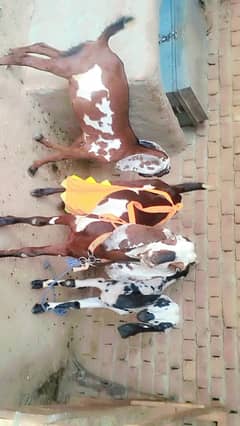 4dant bakri our 2 female bachay