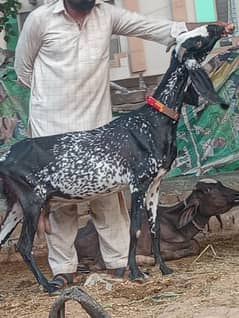 Makhi chini Confram 3 Month Ki 100% Gaban Bakri Sale