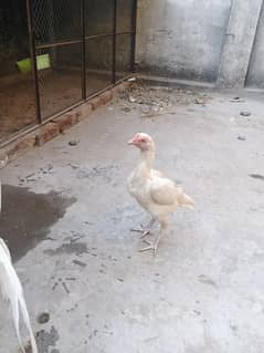 female heera