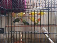 Love birds for sale