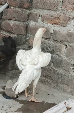 Heera aseel pathay pair for sell
