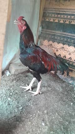 aseel murga