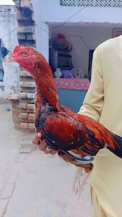 pure lakha patha ha