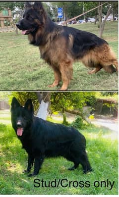 Solid Black & black mask Garman Shepherd  long coat stud Cross male