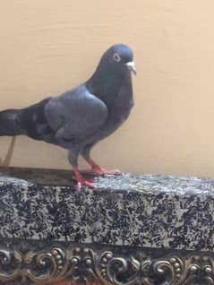 kabootar for sale
