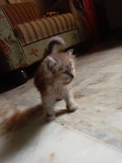 kitten for sell