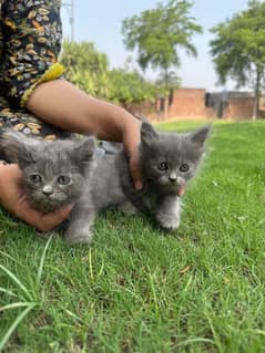 2 females persian kittens