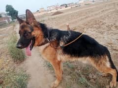 GSD