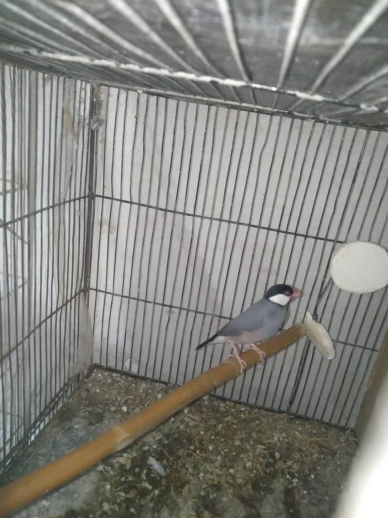 Java and dove breeder pair 1