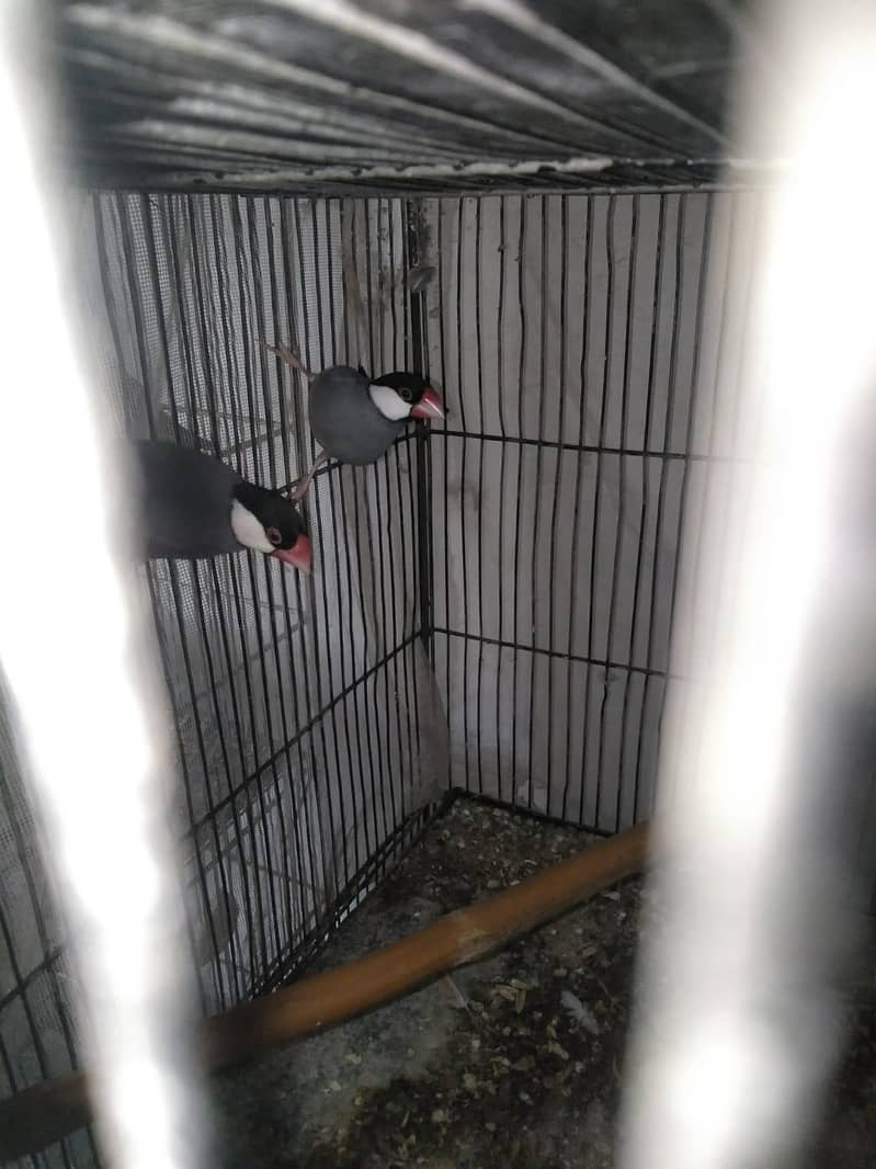 Java and dove breeder pair 7