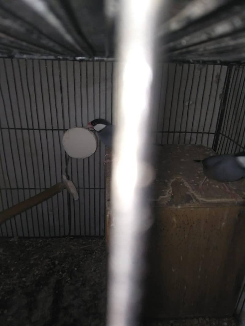 Java and dove breeder pair 6