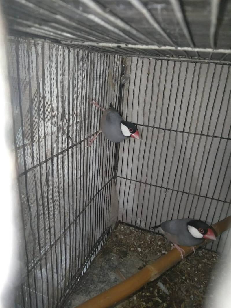 Java and dove breeder pair 2