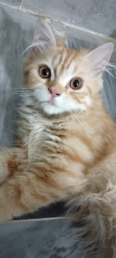 Persian Male for sale age 4.7 months