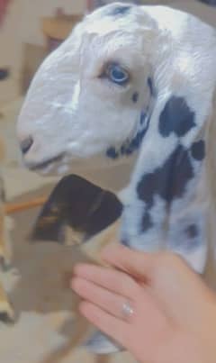 Rajanpuri beetal Munda Age 6.5 month White eyes