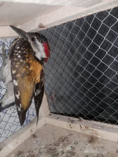 wood pecker golden blacken special find only in USA