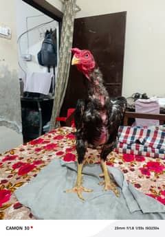 Patha for sale