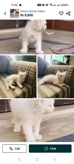persion kitten, pink nose and blue eyes. . .