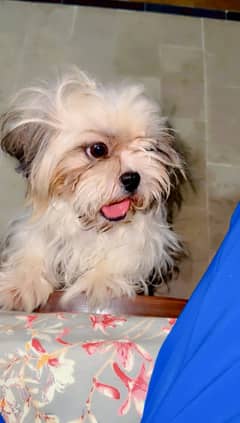 Shitzu