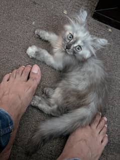 Persian